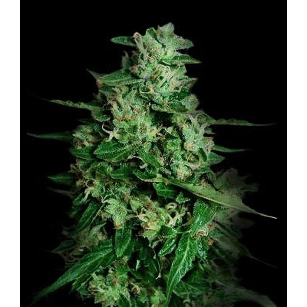 Northern Delights Auto (VIP Seeds) Feminiserade
