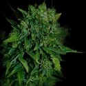 VIP Auto (VIP Seeds) Feminiserade