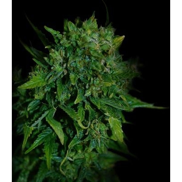 VIP Auto (VIP Seeds) Feminiserade
