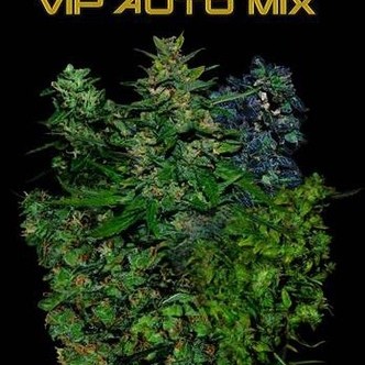 VIP Auto Mix (VIP Seeds) feminiserade