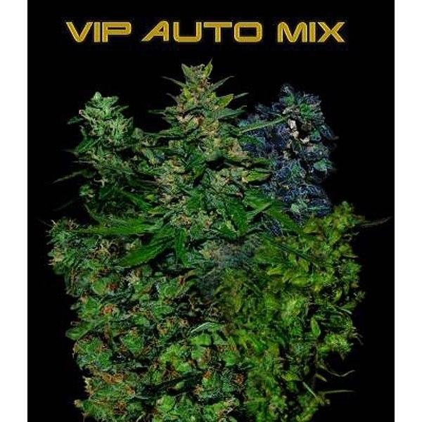 VIP Auto Mix (VIP Seeds) Feminiserade