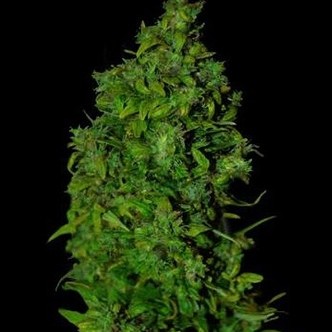 VIP Dwarf Auto (VIP Seeds) feminiserade