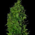VIP Dwarf Auto (VIP Seeds) Feminiserade