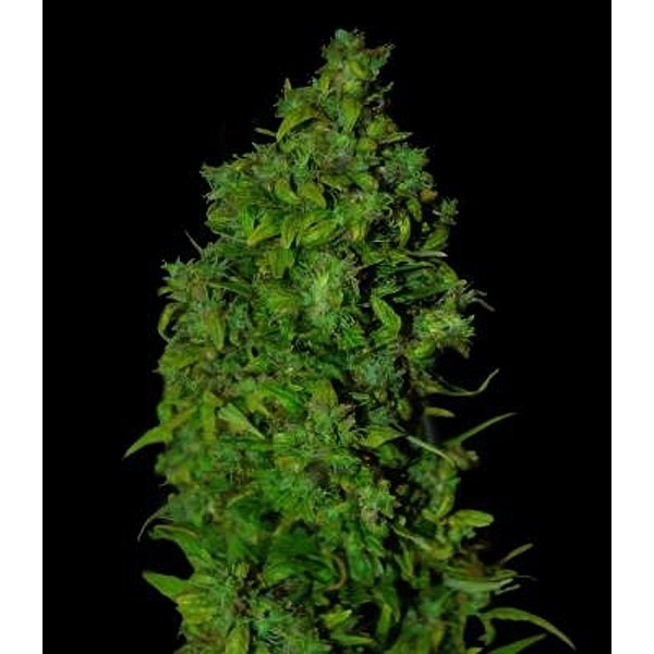 VIP Dwarf Auto (VIP Seeds) Feminiserade