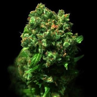 Love Peace (VIP Seeds) Feminiserade