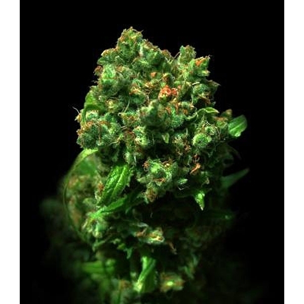 Love Peace (VIP Seeds) Feminiserade