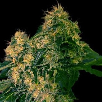 Torpedo (VIP Seeds) Feminiserade