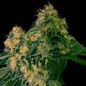 Torpedo (VIP Seeds) Feminiserade