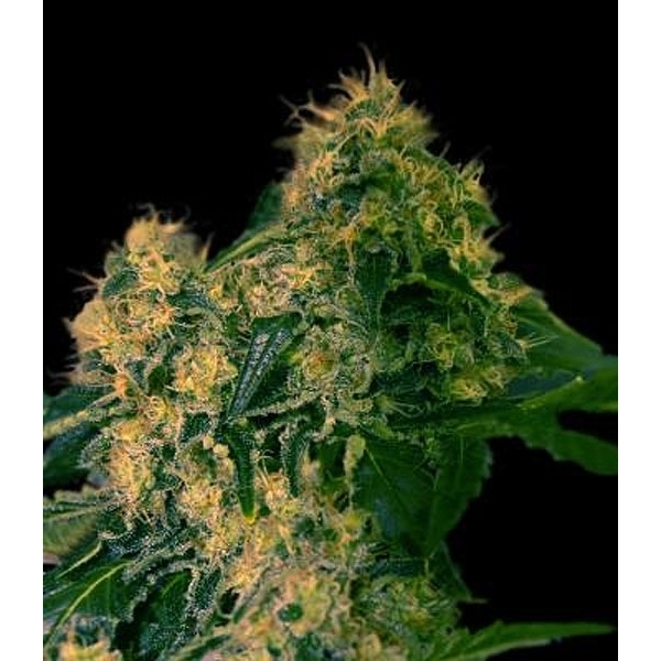 Torpedo (VIP Seeds) Feminiserade