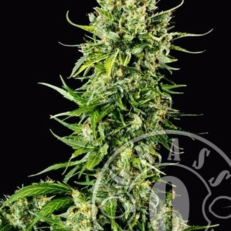 Auto Mass (Grass-O-Matic) Feminiserade