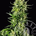 Auto Mass (Grass-O-Matic) Feminiserade