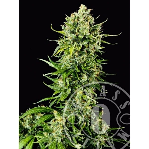 Auto Mass (Grass-O-Matic) Feminiserade