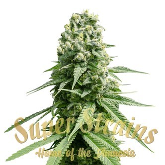 Amnesia (Super Strains) feminiserade