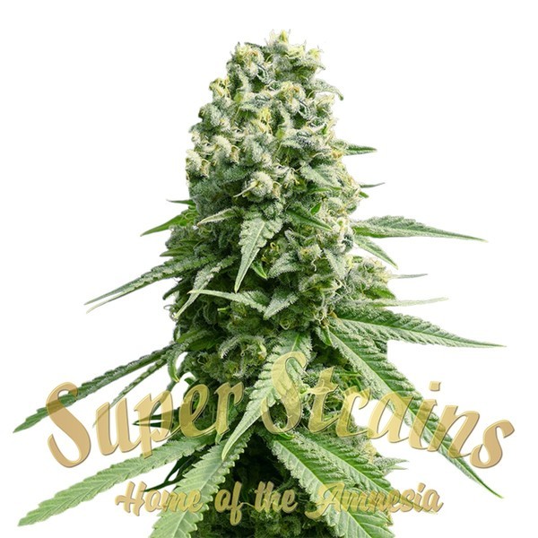 Amnesia (Super Strains) Feminiserade