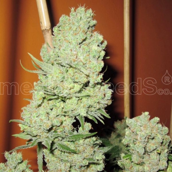 Channel + (Medical Seeds) Feminiserade