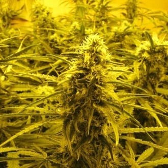 Channel + (Medical Seeds) Feminiserade