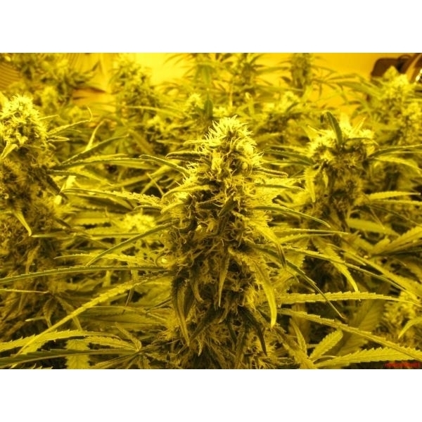 Channel + (Medical Seeds) Feminiserade