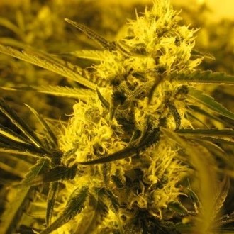 Channel + (Medical Seeds) Feminiserade
