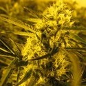 Channel + (Medical Seeds) Feminiserade