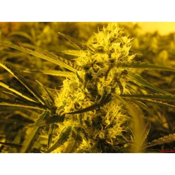 Channel + (Medical Seeds) Feminiserade