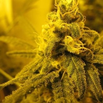 Channel + (Medical Seeds) Feminiserade