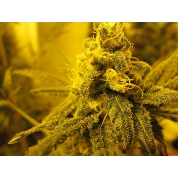 Channel + (Medical Seeds) Feminiserade
