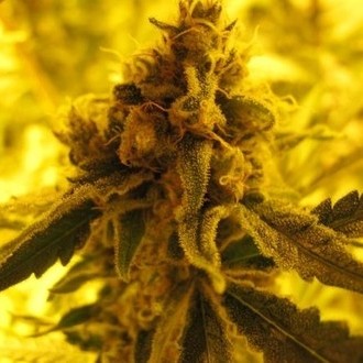Channel + (Medical Seeds) Feminiserade
