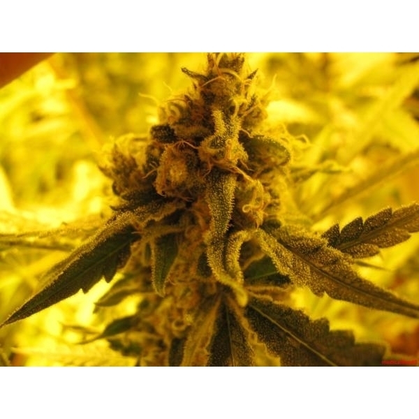 Channel + (Medical Seeds) Feminiserade