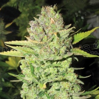 Devil Fruit (Medical Seeds) Feminiserade