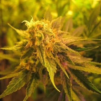 Devil Fruit (Medical Seeds) Feminiserade