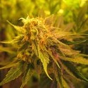 Devil Fruit (Medical Seeds) Feminiserade
