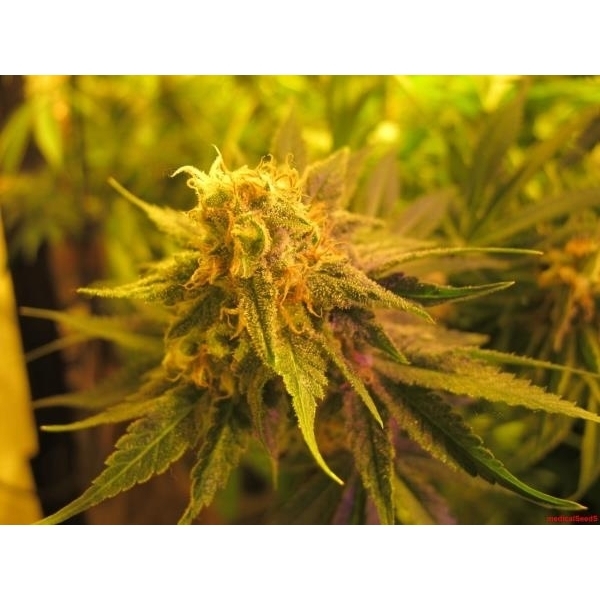 Devil Fruit (Medical Seeds) Feminiserade