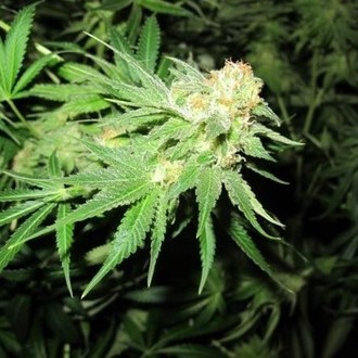Devil Fruit (Medical Seeds) Feminiserade