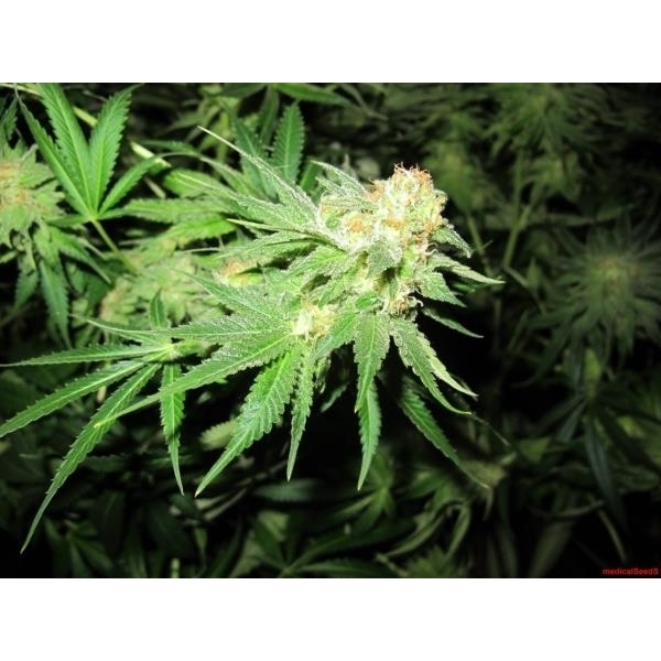Devil Fruit (Medical Seeds) Feminiserade