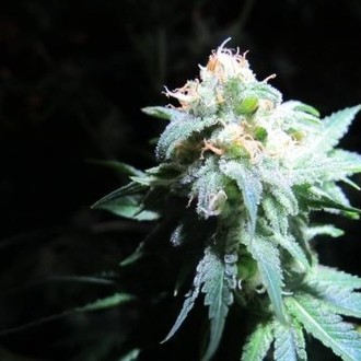 Devil Fruit (Medical Seeds) Feminiserade