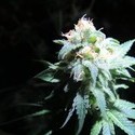 Devil Fruit (Medical Seeds) Feminiserade