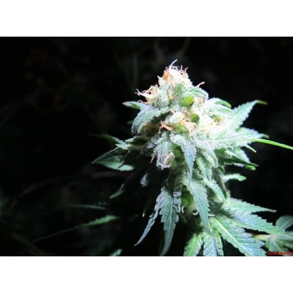 Devil Fruit (Medical Seeds) Feminiserade