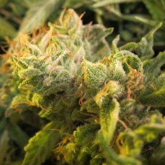 Devil Fruit (Medical Seeds) Feminiserade