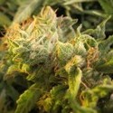 Devil Fruit (Medical Seeds) Feminiserade