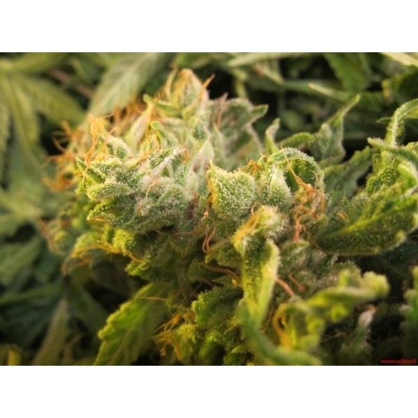 Devil Fruit (Medical Seeds) Feminiserade