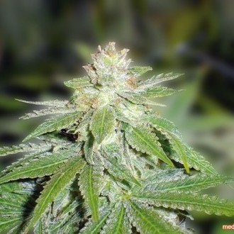 Devil Fruit (Medical Seeds) Feminiserade