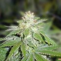 Devil Fruit (Medical Seeds) Feminiserade