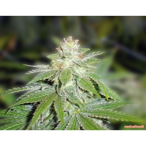 Devil Fruit (Medical Seeds) Feminiserade