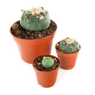 Peyotl (Lophophora williamsii)
