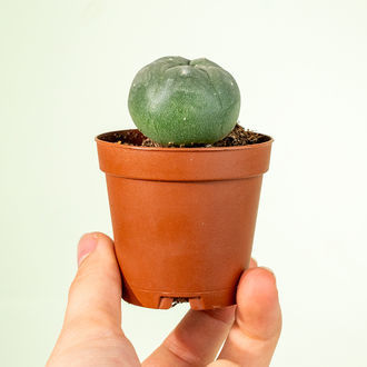 Peyotl (Lophophora williamsii)