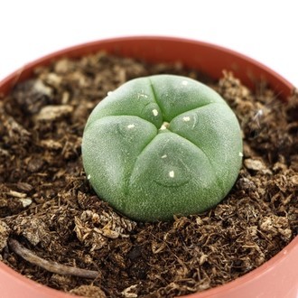 Peyotl (Lophophora williamsii)