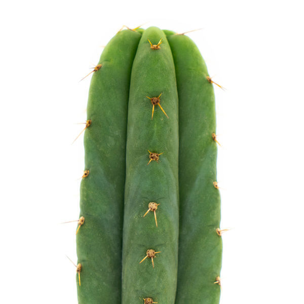 San Pedro (Echinopsis pachanoi)