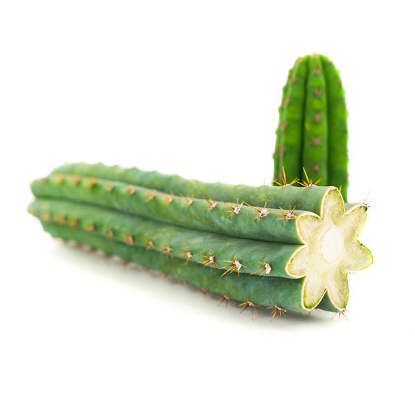 Peruansk fackla (Echinopsis peruviana)
