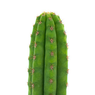 Peruansk fackla (Echinopsis peruviana)