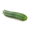 Peruansk fackla (Echinopsis peruviana)